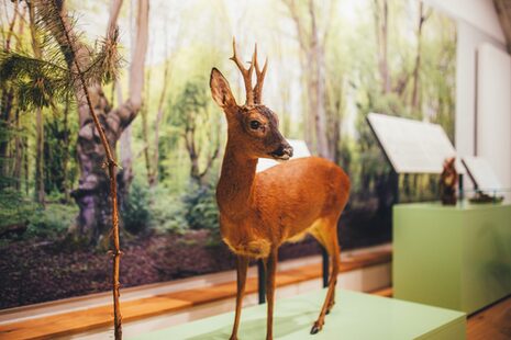 Ausgestopfter Damhirsch im Haus der Natur