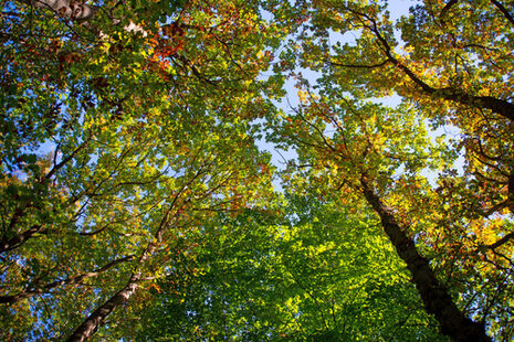 Herbstlich gefärbte Bäume im Wald