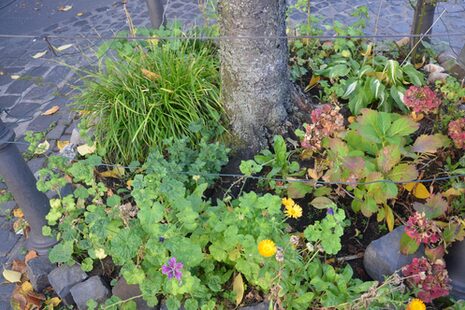 Verschiedene Blumen in einer Baumscheibe