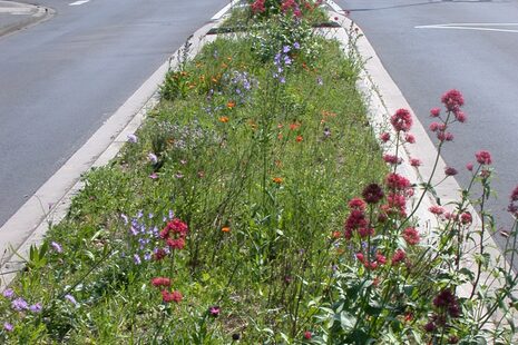 Rote Spornblume und weitere Blüten auf einer Verkehrsinsel