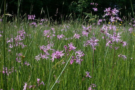 Wiese mit lila blühenden Blumen